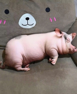 Gối ôm heo 3d 2306